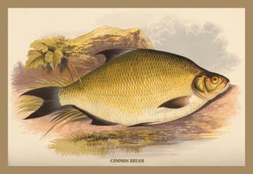 Common Bream 20x30 poster