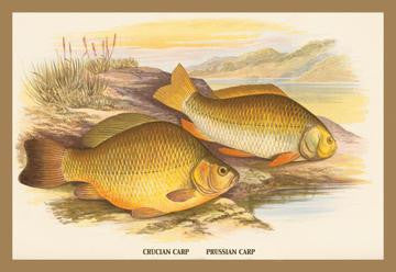 Crucian and Prussian Carp 20x30 poster