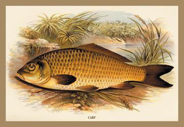 Carp 20x30 poster