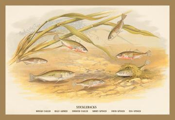 Sticklebacks 20x30 poster