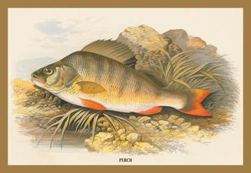 Perch 20x30 poster