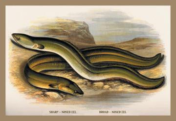 Sharp-Nosed Eel and Broad-Nosed Eel 20x30 poster