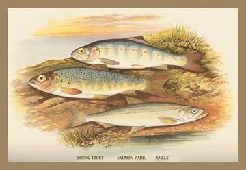 Young Trout, Salmon Parr. and Smelt 20x30 poster