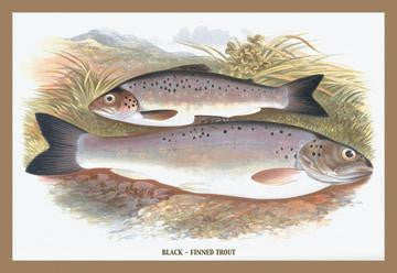 Black-Finned Trout 20x30 poster