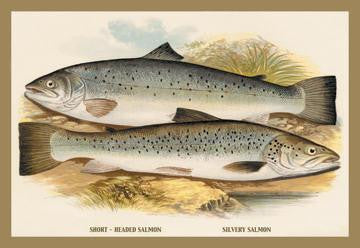 Short-Headed Salmon and Silvery Salmon 20x30 poster