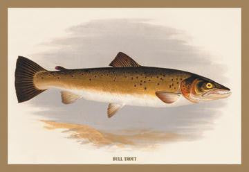 Bull Trout 20x30 poster