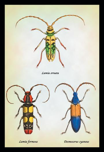 Beetles: Lamia Ornata, L. Formosa and Desmocerus Cyaneus #1 20x30 poster