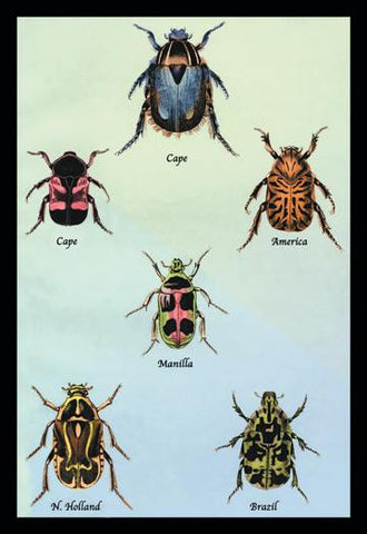 Beetles of Cape, America, Manilla, N. Holland and Brazil #1 20x30 poster