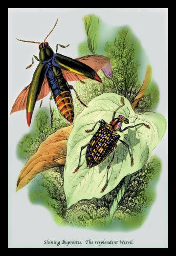 The Shining Buprestis and the Resplendent Weevil 20x30 poster