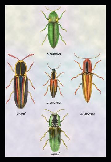 South American Beetles #1 20x30 poster