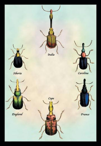 Beetles From Around the World #1 20x30 poster