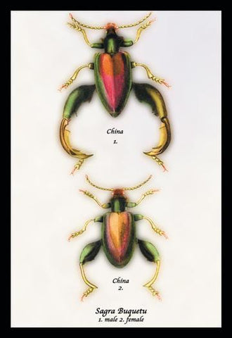 Beetle: Chinese Sagra Buquetu #1 20x30 poster