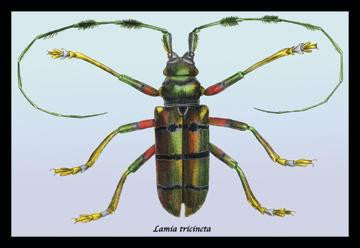 Beetle: Lamia Tricincta #1 20x30 poster