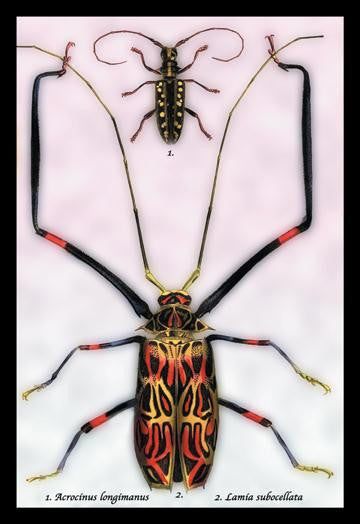 Beetles: Acrocinus Longimanus and Lamia Subocellata #1 20x30 poster