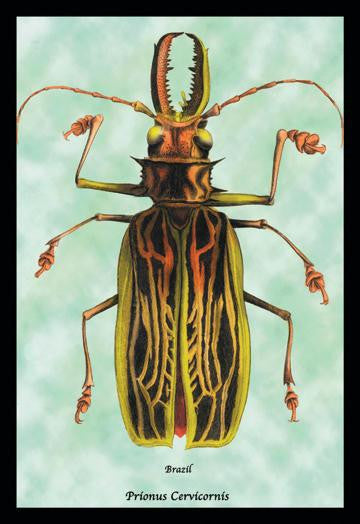 Beetle: Brazilian Prionus Cervicornis #1 20x30 poster