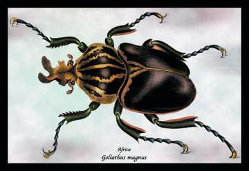 Beetle: African Goliathus Magnus #1 20x30 poster