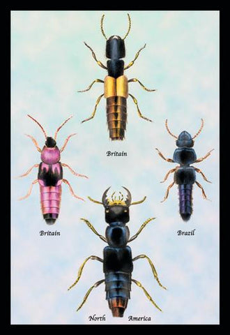 Beetles from Britain, Brazil, and North America #1 20x30 poster