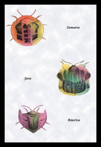 Beetles of Sumatra, Java and America #1 20x30 poster