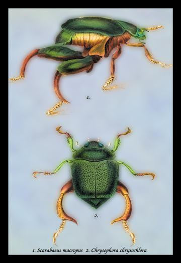 Beetles: Scarabaeus Macropus and Chrysophora Chrysochlora #1 20x30 poster