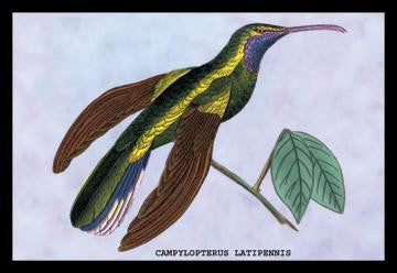 Hummingbird: Campylopterus Latipennis 20x30 poster