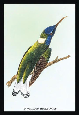 Hummingbird: Trochilus Mellivorous 20x30 poster