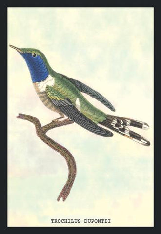 Hummingbird: Trochilus Dupontii 20x30 poster