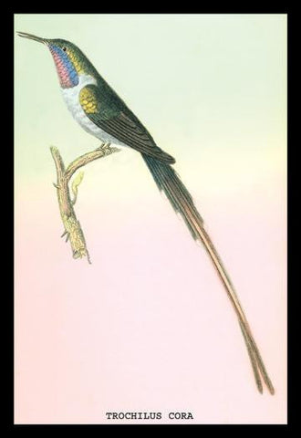 Hummingbird: Trochilus Cora 20x30 poster