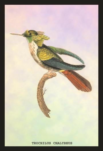 Hummingbird: Trochilus Chalybeus 20x30 poster