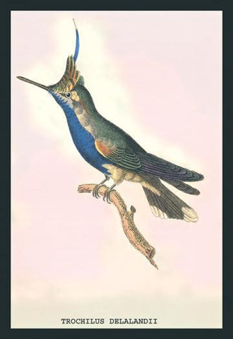 Hummingbird: Trochilus Delandii 20x30 poster