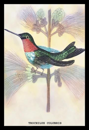 Hummingbird: Trochilus Colubris 20x30 poster