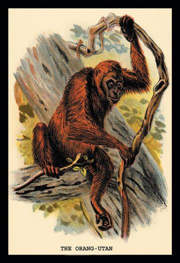 The Orang-utan 20x30 poster