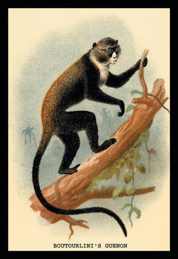 Boutourlinis Guenon 20x30 poster