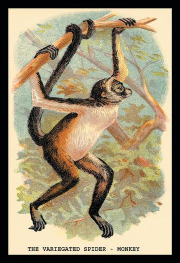 The Variegated Spider-Monkey 20x30 poster