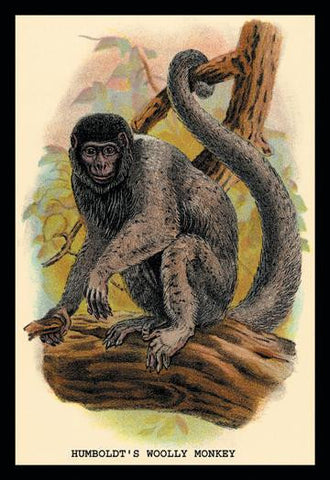 Humboldts Woolly Monkey 20x30 poster