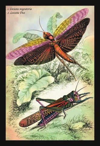 Insects: Locusta Migratoria and Locusta Dux 20x30 poster