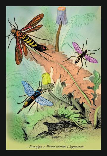 Insects: Sirex Gigas, Tremex Columba and Joppa Picta 20x30 poster