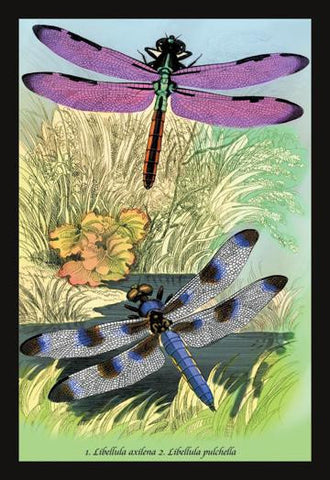 Insects: Libellula Axilena and L. Pulchella 20x30 poster