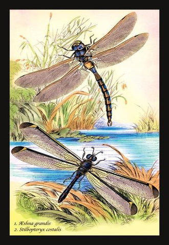 Insects: Aeshna Grandis and Stilbopteryx Costalis 20x30 poster