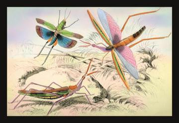 Three Insects 20x30 poster