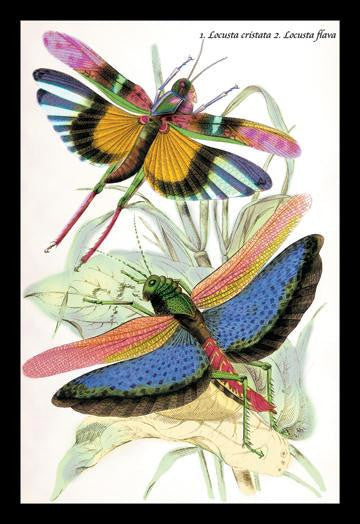 Insects: Locusta Cristata and L. Flava 20x30 poster