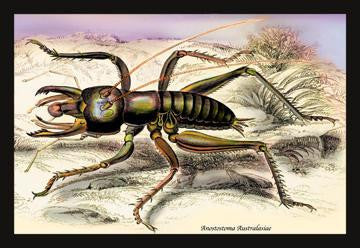 Insect: Anostostoma Australasiae 20x30 poster