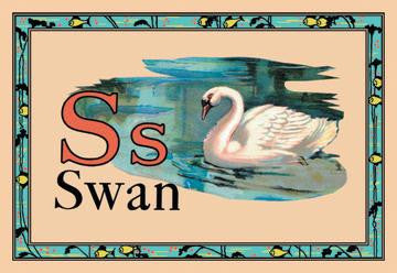 Swan 20x30 poster