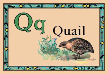 Quail 20x30 poster