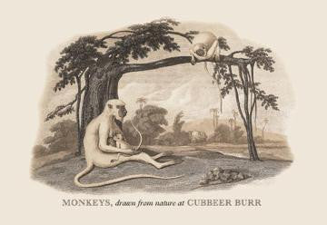 Monkeys at Cubbeer Burr 20x30 poster