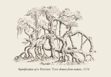 Ramification of a Banian Tree 20x30 poster