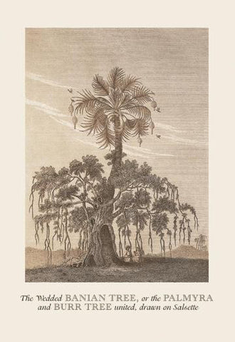 The Banian Tree and Burr Tree, United 20x30 poster