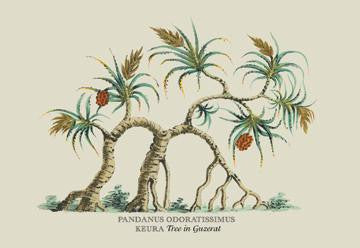 Pandanus Odoratissimus Keura Tree in Guzerat 20x30 poster