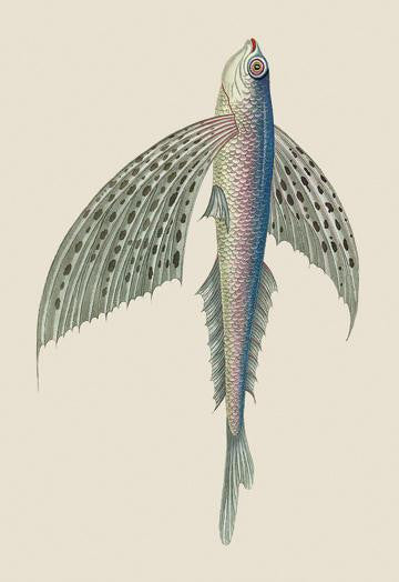 Winged Fish 20x30 poster