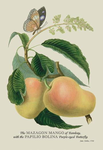 The Mazagon Mango and the Papilio Bolina 20x30 poster