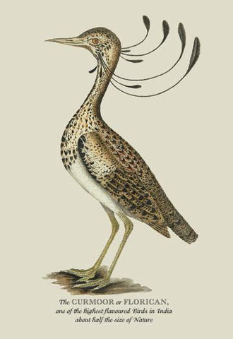 The Curmoor or Florican 20x30 poster